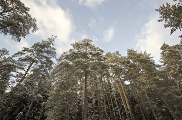 눈이 덮여 소나무 — 스톡 사진