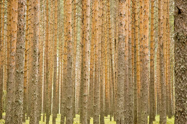 Wald lizenzfreie Stockfotos