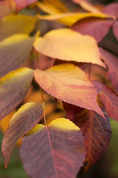 stock image Bright orange and red leaves fill this image with vibrant fall color.