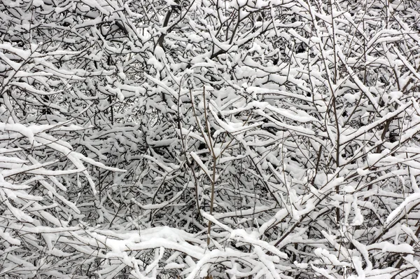 stock image Background, branches in snow