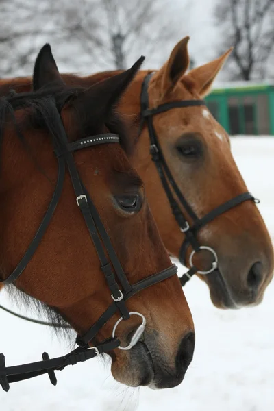 stock image Two horse heads with bridle