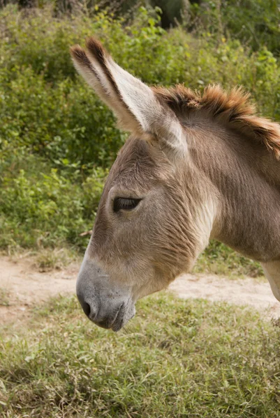 Sad donkey headshot Stock Photo