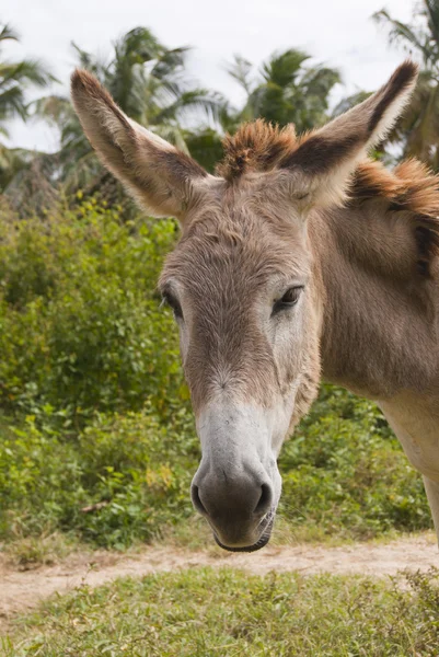 stock image Headshot of a sad donkey