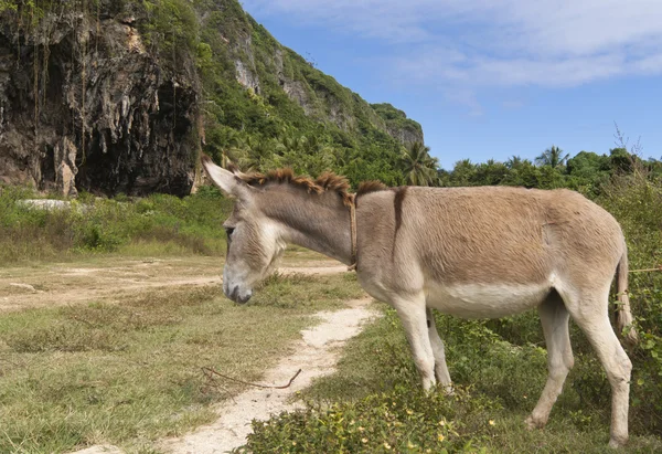 stock image Tired donkey stand near road