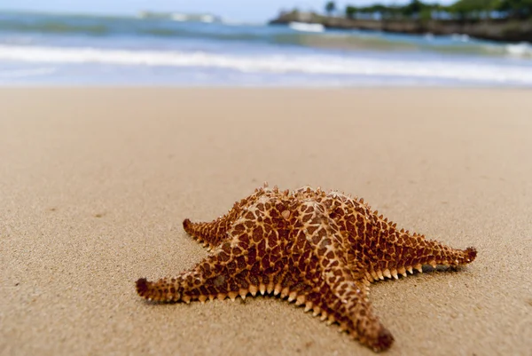 Hvězdice Krásné Pláži — Stock fotografie