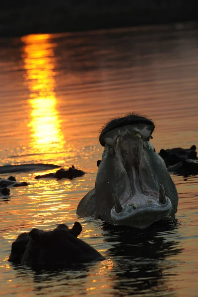 stock image Hippos