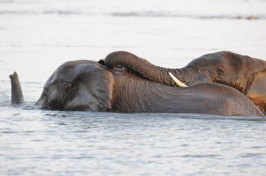 Afrika filleri Zambezi Nehri Yüzme