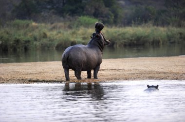 Yawning Hippo clipart