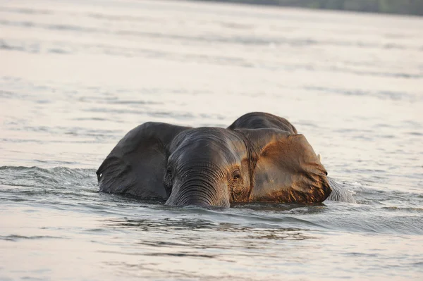 stock image African Elephant swimming in the river