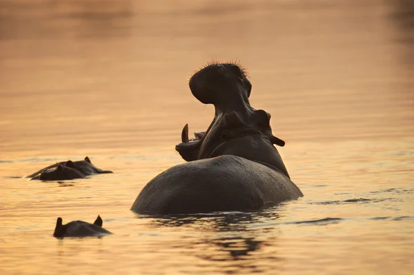 stock image Yawning Hippo