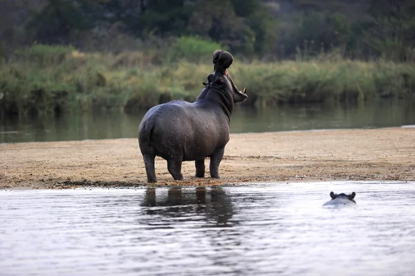 stock image Yawning Hippo