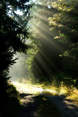 Orman güneş ışığı