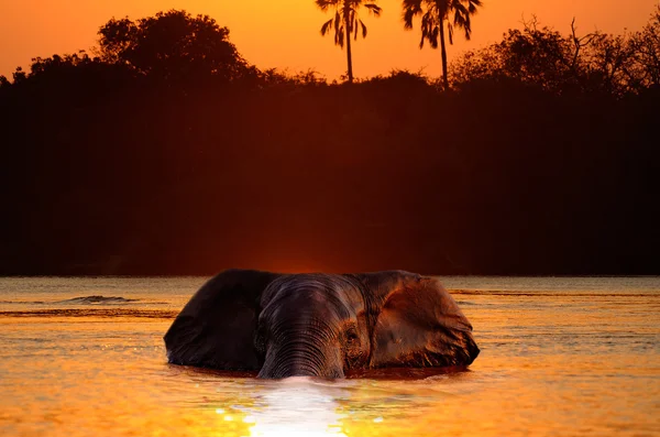 stock image Swimming Elephant