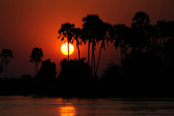 stock image Palm Trees and Lake at Sunset