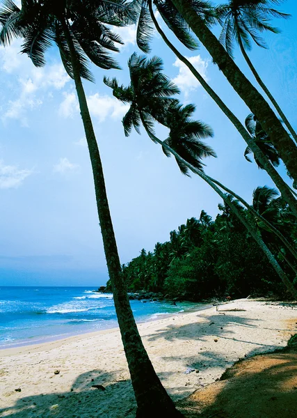 stock image Beach With Palm Trees