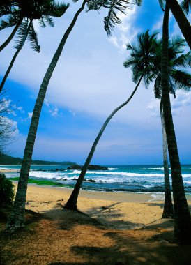 Sri Lanka 'da plaj