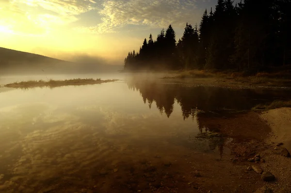 stock image Lake in Deep Forest