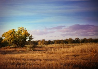 Lonely tree in steppe clipart