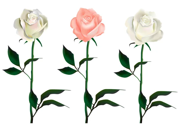 Tre rose vettoriali . — Vettoriale Stock