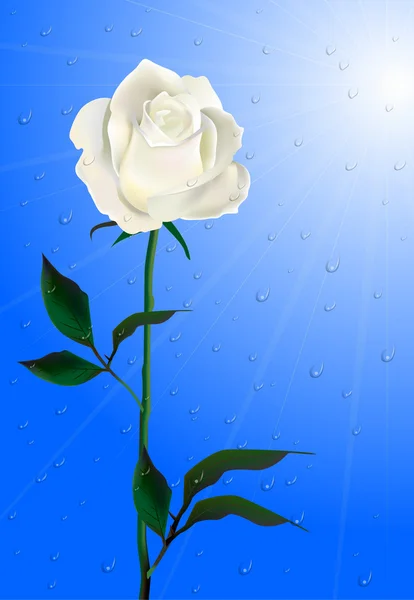 Buenos Días Rose Flor Bajo Lluvia — Archivo Imágenes Vectoriales