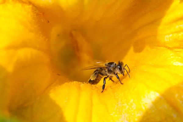 Stock image Bee on the flower