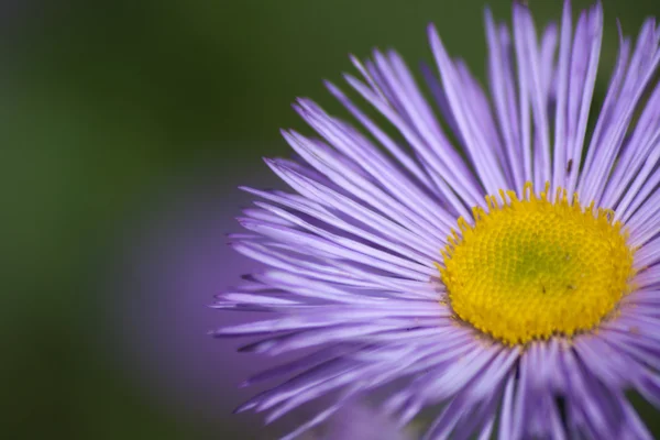 stock image Purple flower