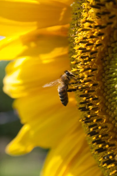 stock image Bee in the flower