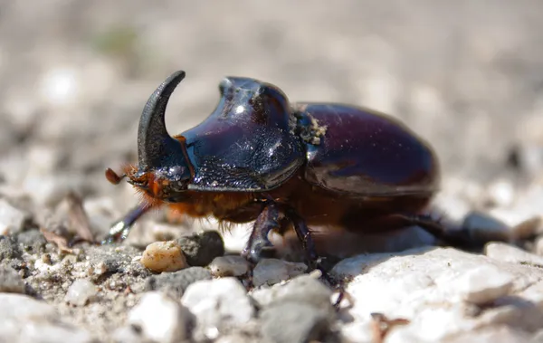 Oryctes nasicornis