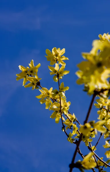 stock image Goldenrod