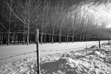 A black and white dramatic image of rows of trees and a barbed wire fence in winter. clipart