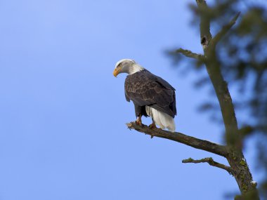 An American bald eagle is perched up in a tree.