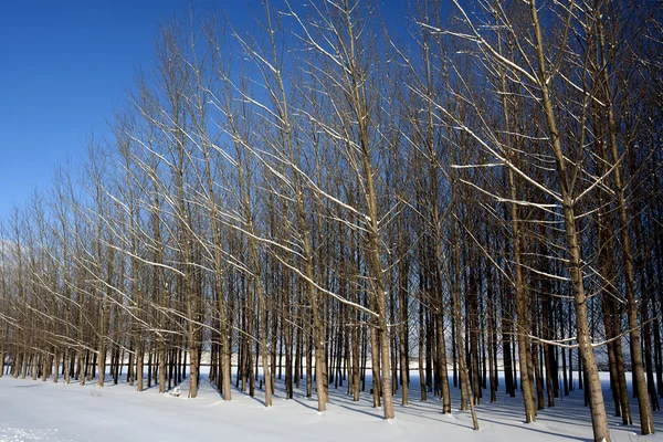 Ein Obstgarten Unfruchtbarer Bäume Der Einem Schneebedeckten Feld Steht — Stockfoto