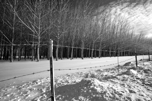 黑色和白色的戏剧性形象的一排排的树木和铁丝网栅栏在冬季 — 图库照片