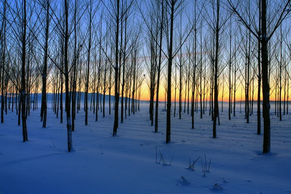 Rader Träd Ett Snö Täckta Fält Vid Solnedgången — Stockfoto