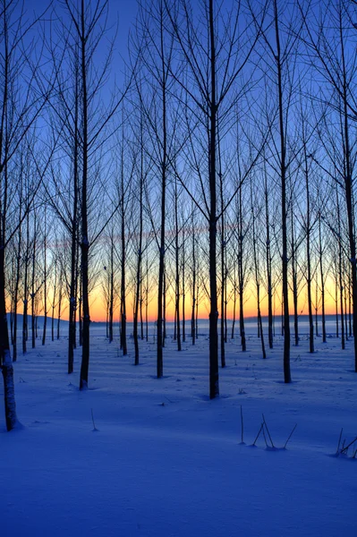 Stromy za soumraku. — Stock fotografie