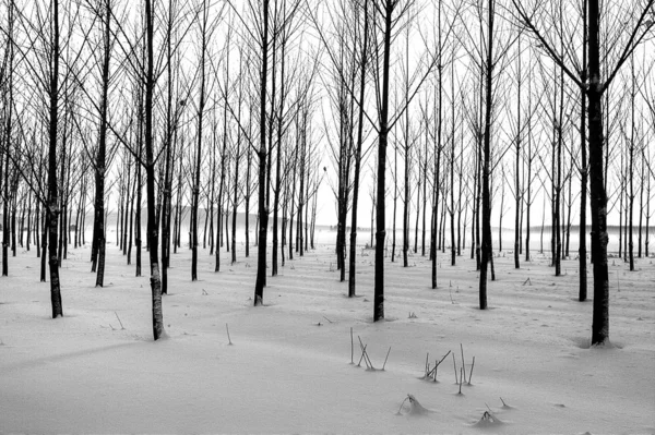 Rzędy Drzew Stoją Rodzaju Streszczenie Sceniczny Zima — Zdjęcie stockowe