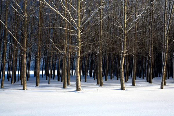 Kluster Träd Snö Täckta Fältet Vinterns Natursköna — Stockfoto