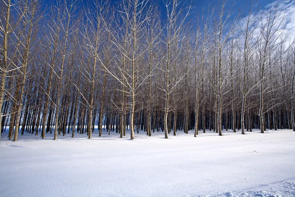 群集中雪的树木覆盖字段在这个冬天风景 — 图库照片