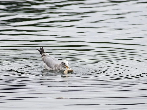 La gaviota se alimenta de peces . — Foto de Stock