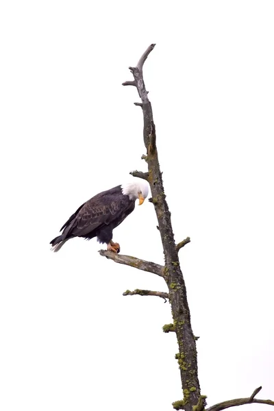 老鹰栖息在一棵光秃秃的树上. — 图库照片