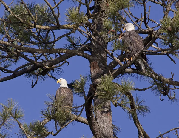 stock image Two bald eagles perched in a tree.