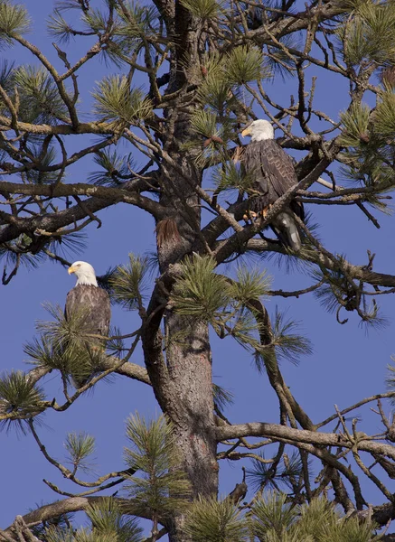 stock image Two bald eagles perched in a tree.