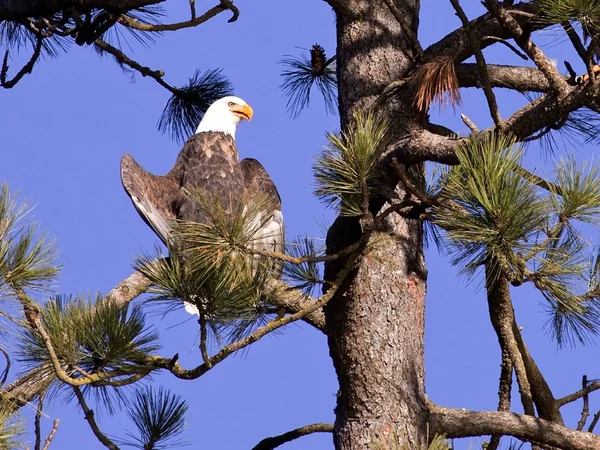 Лысый орел, сидящий на дереве. — стоковое фото
