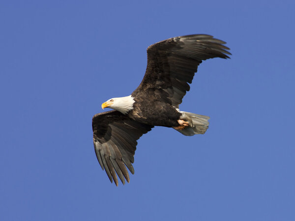 An American bald eagle in flight up in the bright blue sky.