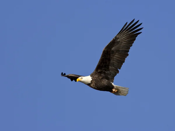 在蔚蓝的天空中飞行美国的秃头鹰 — 图库照片