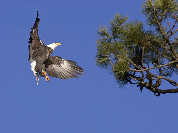 Águila calva aterrizando en árbol . —  Fotos de Stock