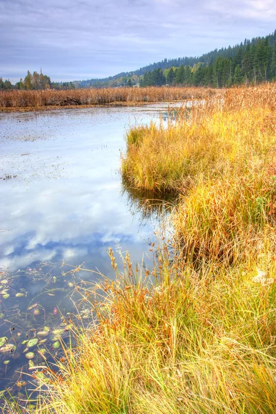 Färgglad Våtmarker Området Nära Newport Washington — Stockfoto