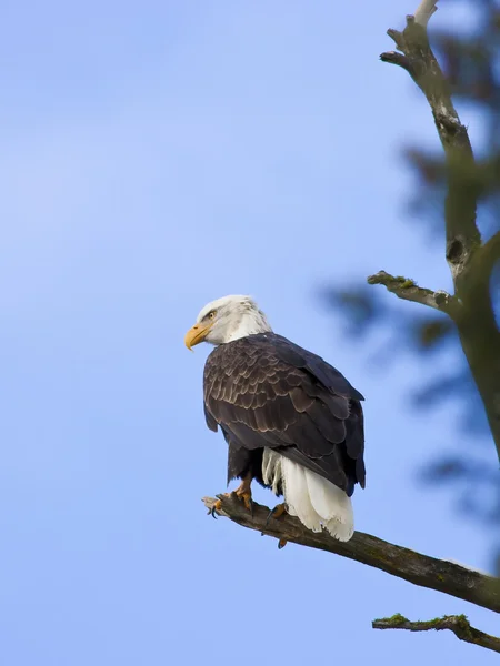 Perched eagle in a tree. — Stock Photo, Image