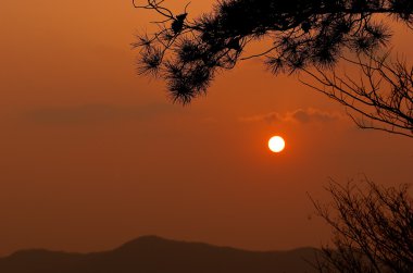 kısmen bir ağacın dalları tarafından çerçeveli bir turuncu günbatımı.