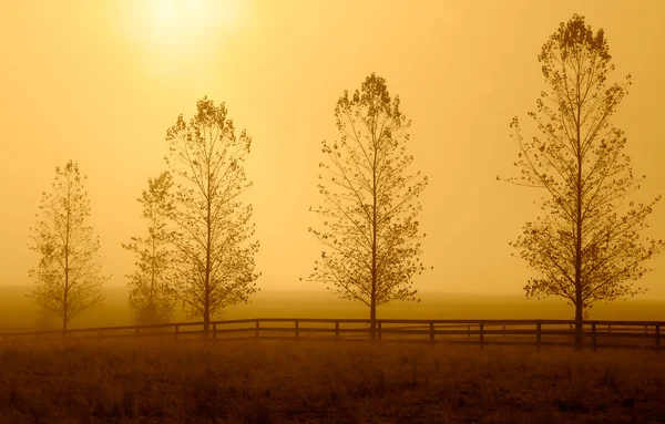 一排树排队期间投下呈淡黄色的清晨薄雾 — 图库照片